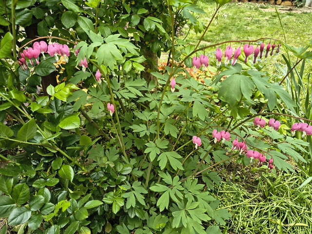 dicentra.jpg