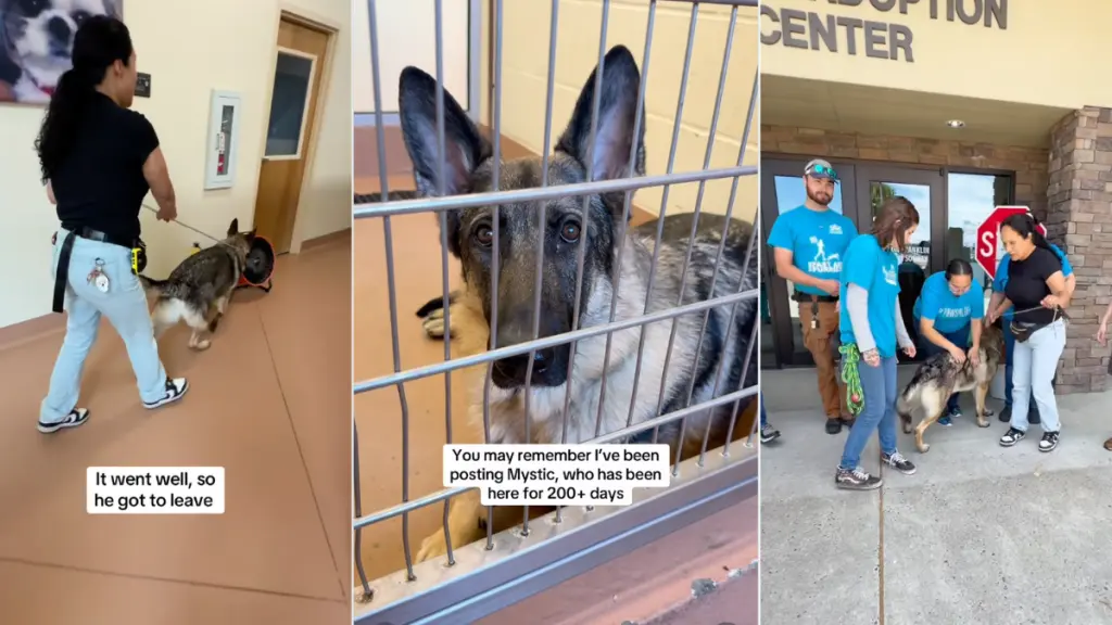 Longtime Shelter Dog's Emotional Farewell