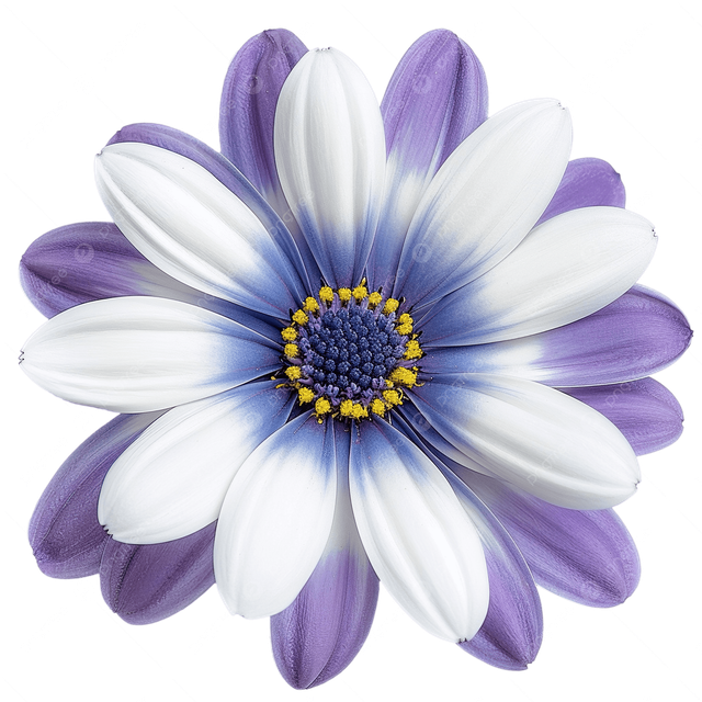 73631c363b4450c1f1f10e5554f06dee.png