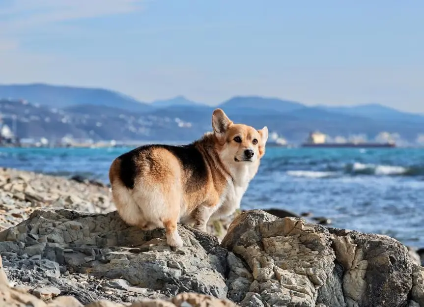 The Canine Conundrum: Understanding Dog Farts