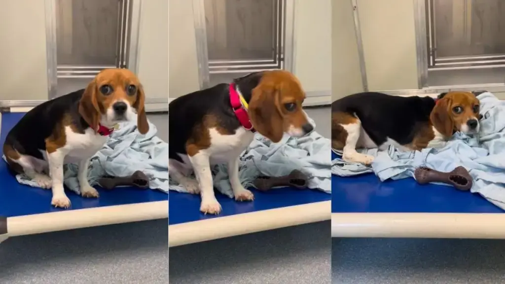Beagle Freed From Medical Research Learns to Trust
