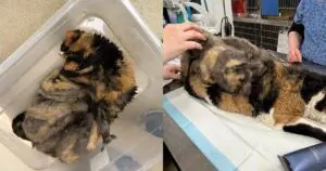 Senior Cat Spent Six Years in a Basement and Still Chose Love Over Fear
