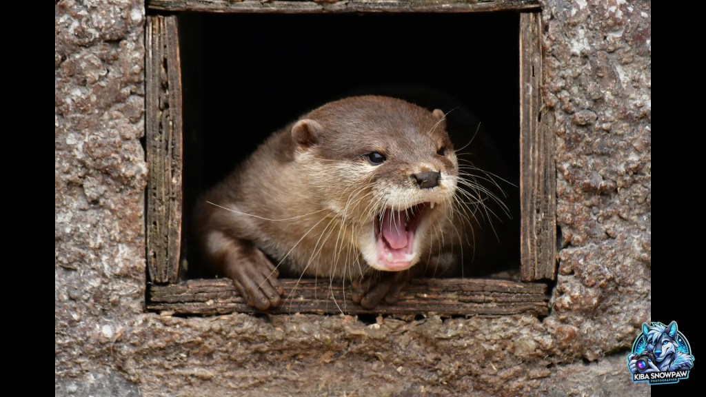 An otter with its mouth open.