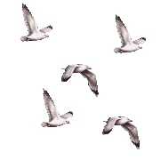 0-5d42e-49bae959-XL