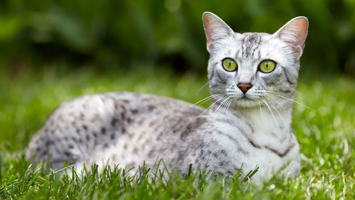 Egyptian Mau: A Wildcat at Heart