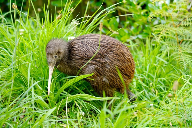 kiwi