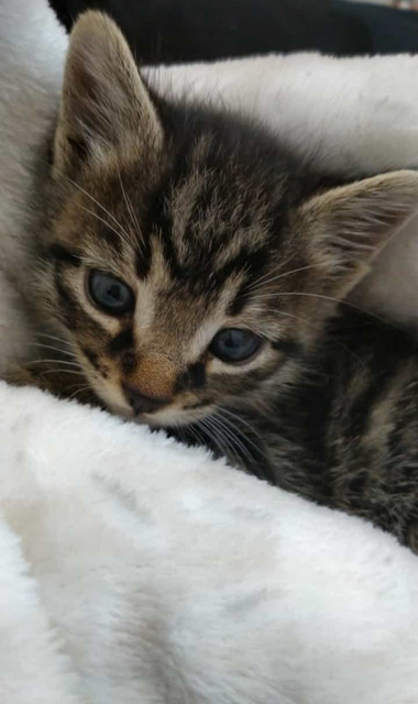 kiki