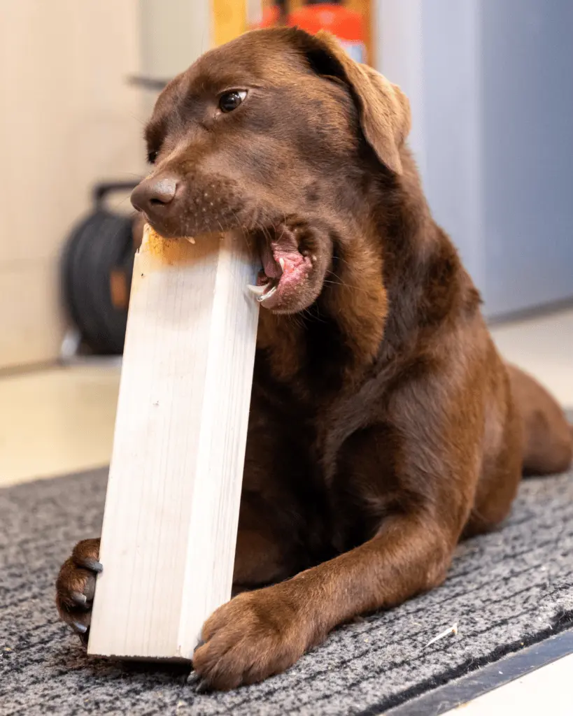 Puppy Chewing Deterrents: The Case Against Bitter Sprays