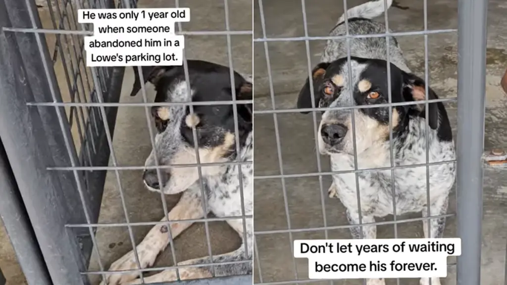 Shelter Dog Loses Hope After Being Overlooked