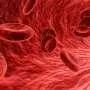 Red Blood Cells Deliver Cancer-Killing Instructions
