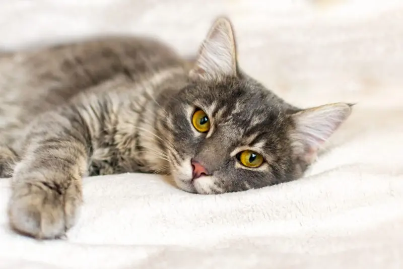 Cats Often Conceal Illness from Owners