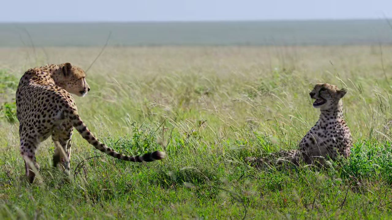 Predators Screenshot