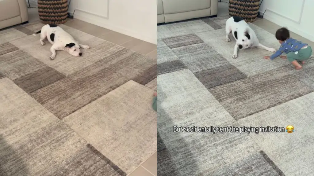 Toddler's Tantrum Erupts After Pit Bull Masters Trick