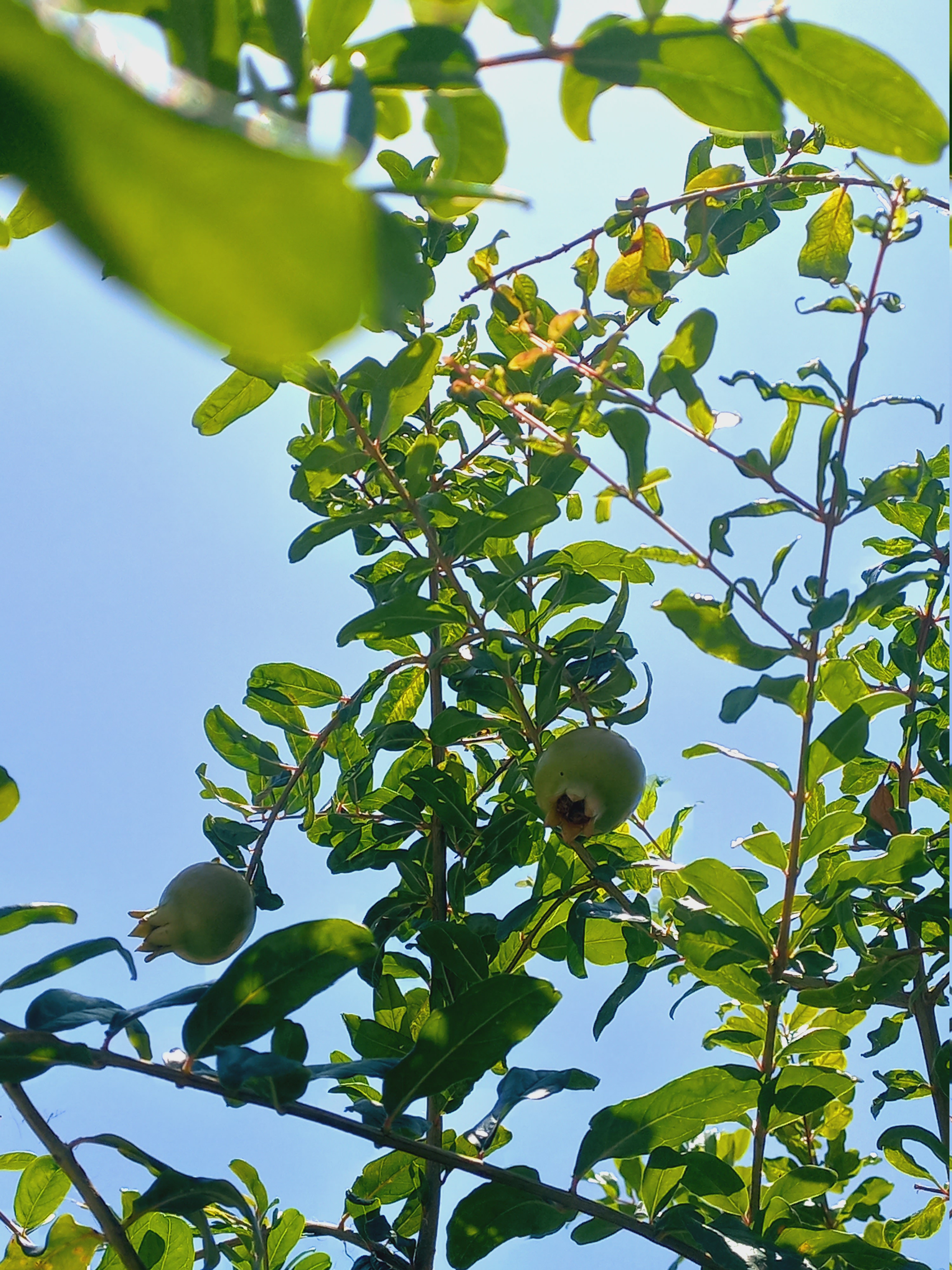 Two green pomegranates