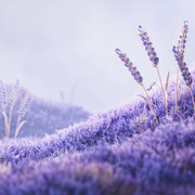 Seasons v2 Linktree Beacons Backdrop — Vertical JPG