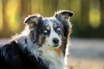 Dogs May Have Hidden Language in Blinking