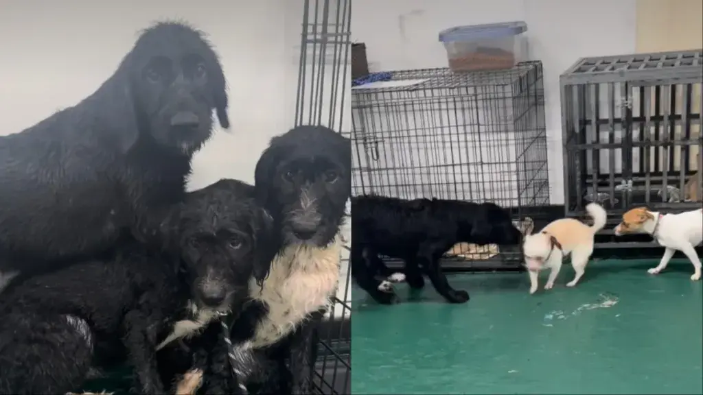 Terrified Rescue Dogs Take First Steps Towards Healing