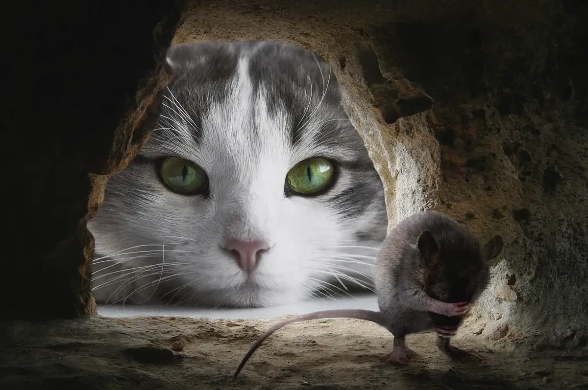 The Amazement of Feline Abilities