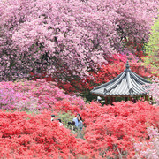 완산 칠봉꽃동산