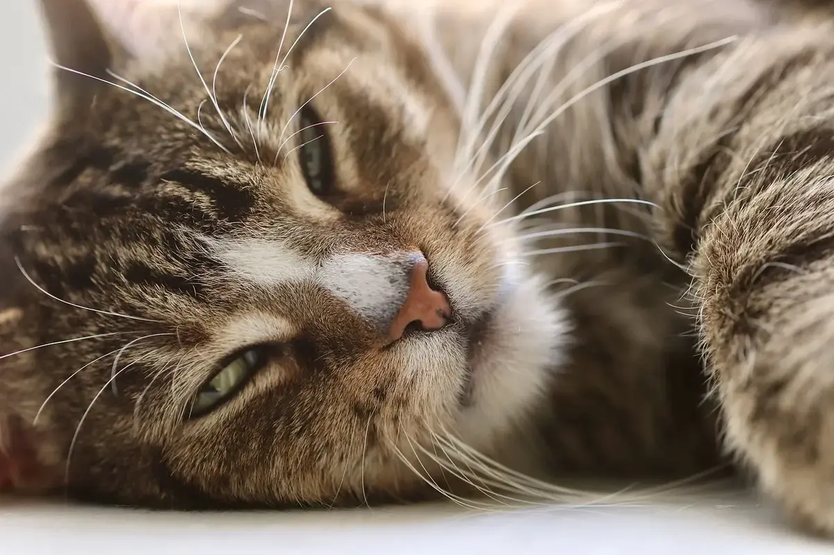 Cats Hate These Human Habits