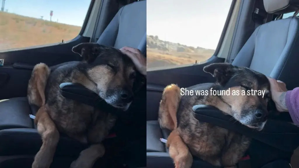 Senior Dog Finds Forever Home After Multiple Rejections