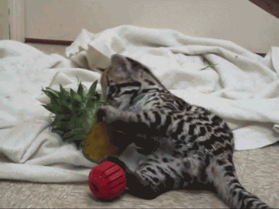 YLw0YEH.gif