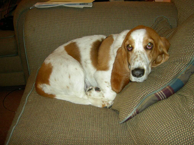 DAISY-6.jpg