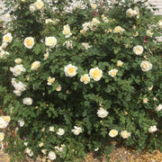 Crocus Rose