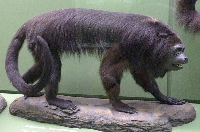Howler Monkey.jpg
