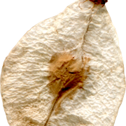 Leaf-Dried