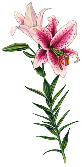 GCO032