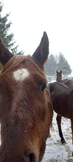Horses....jpg