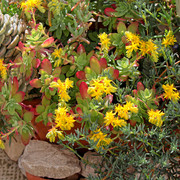 IMG-6976