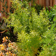 IMG-7674