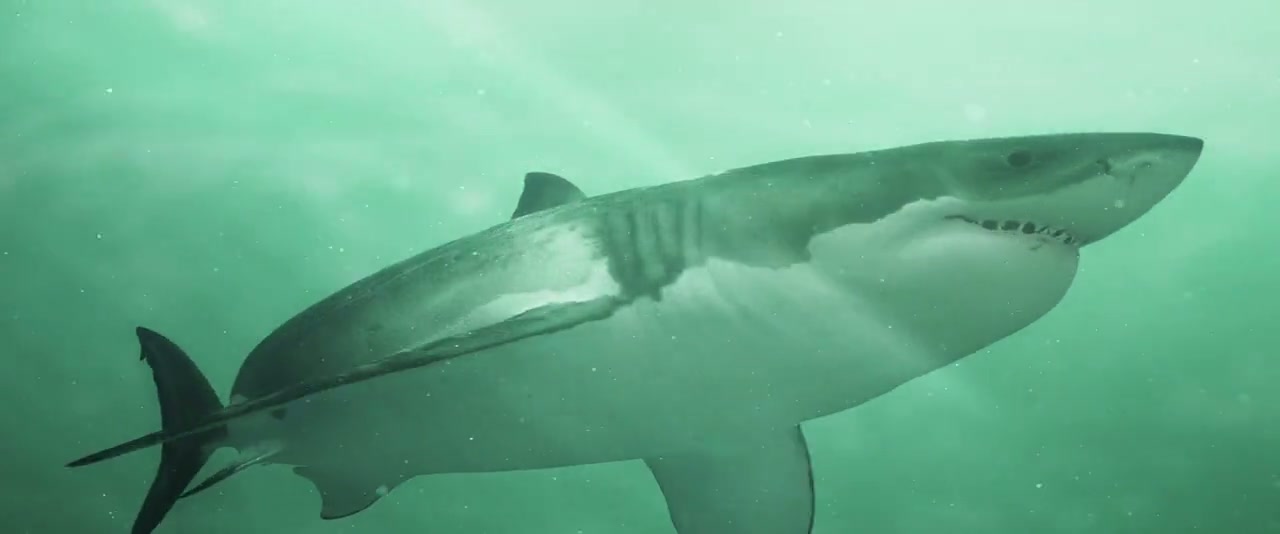 Shark Waters Screenshot
