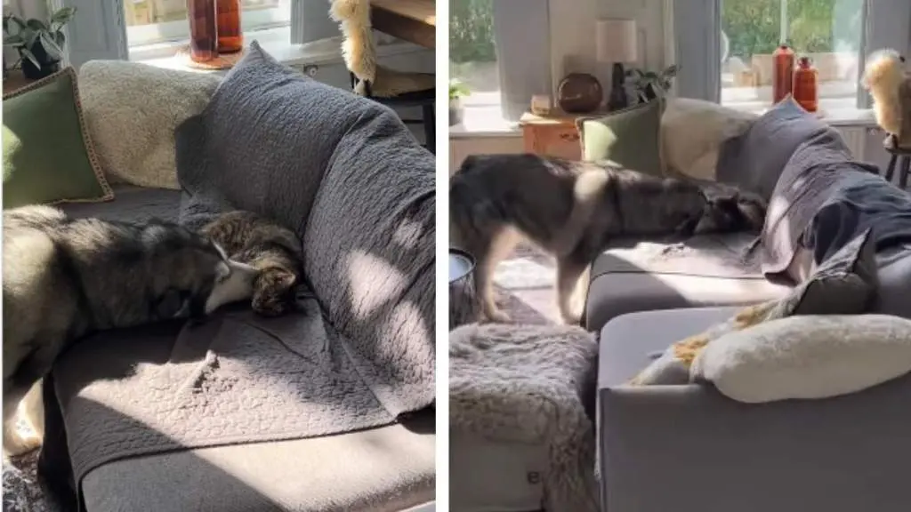 Unlikely Friendship: Cat and Dog Form Close Bond