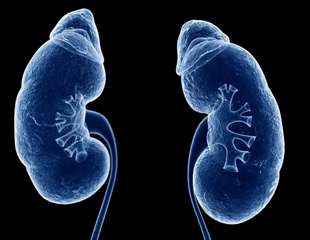 Advanced MRI Scans Predict Chronic Kidney Disease Risk