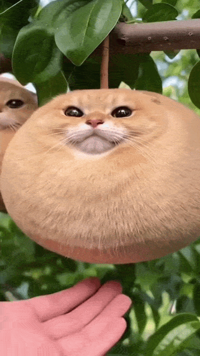 Image.gif