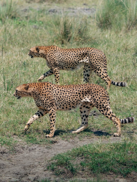 Mara and Amboseli Safari