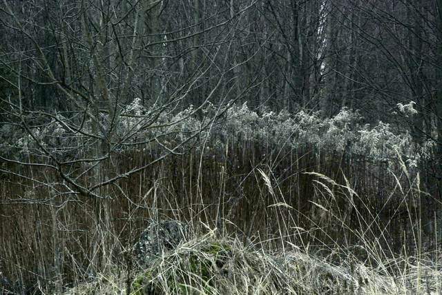DSC8460-1.jpg