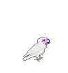 animcockatoo.gif