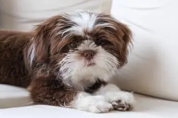 Top Dog Foods for Shih Tzus Revealed