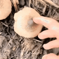 IMG-4414.gif