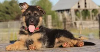 Nourishing Your German Shepherd Puppy