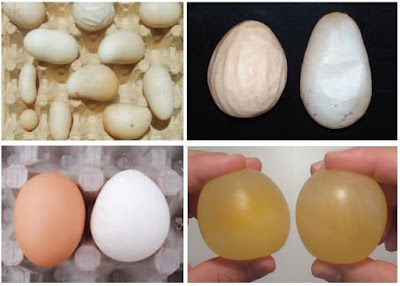 egg-drop-syndrom.jpg