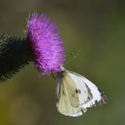 DSC 0666