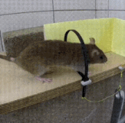 8-9.gif