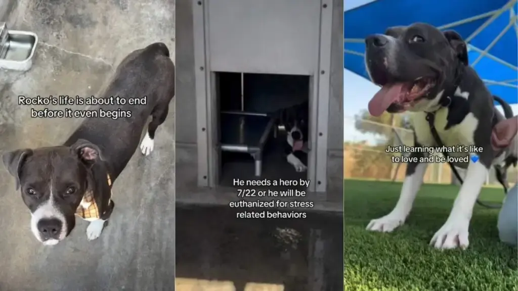 A Shelter Dog's Uncertain Future After a Cruel Abandonment