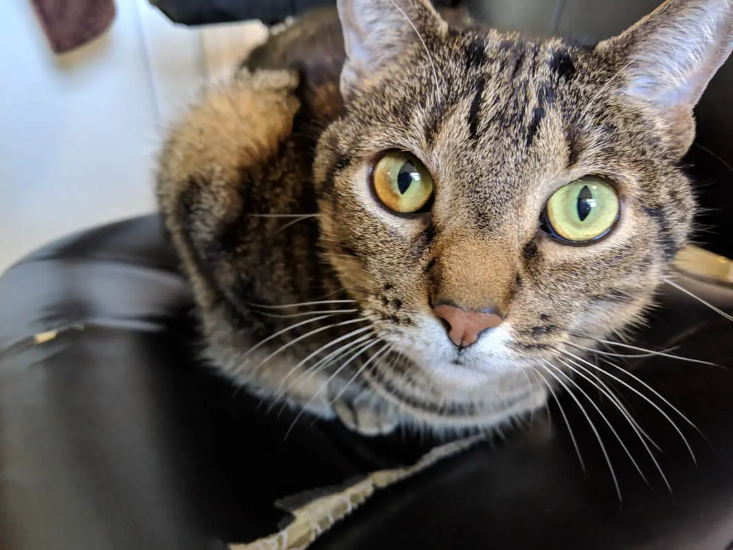 Meet the Wild-Looking Cat Breed That's Surprisingly Cuddly