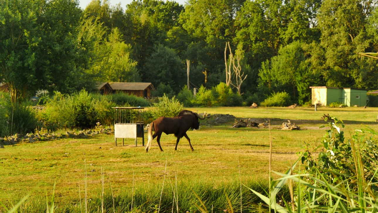 Serengeti-Park / Серенгети-Парк и кусочек Касселя